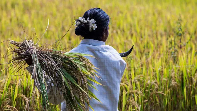 நெல் உற்பத்திக்கான ஊக்கத்தொகையை மத்திய அரசு நிறுத்தச் சொல்கிறதா? ஸ்டாலின் கூறுவது என்ன?