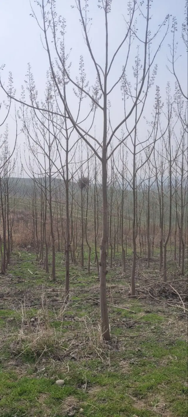 Отабек Нуритдинов ўрмони