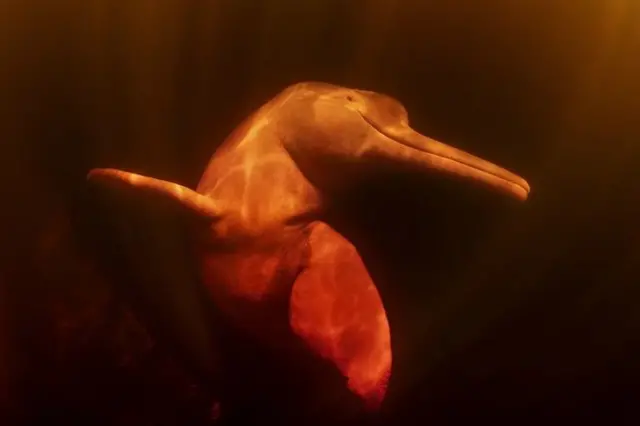 Pink river dolphins are endangered due to hunting, entanglement in fishing nets and pollution (Credit: Hussain Aga Khan)