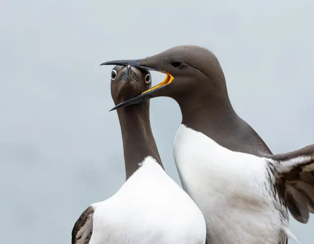 Des guillemots à bride sont assis devant un plan d'eau. L'un d'eux pose son bec sur l'autre, qui semble surpris.