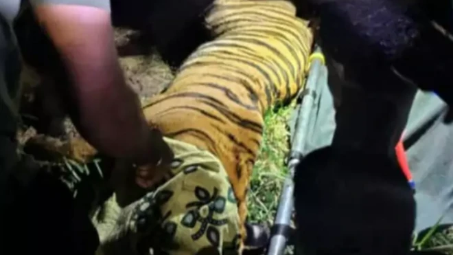 రాజమండ్రి సమీపంలో దొరికిన పులి