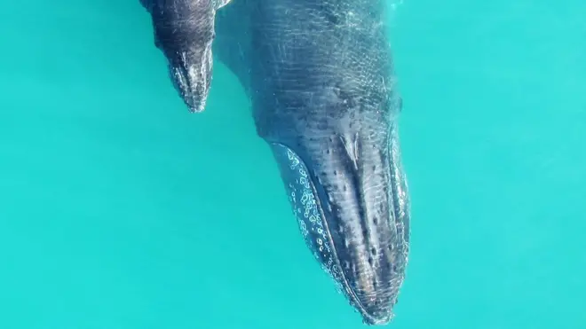 Мама и китенок общаются куда деликатнее, чем взрослые особи разного пола