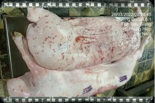 Hình ảnh thịt heo bị bệnh trong vụ việc ông Liễu Quý Ngân tố cáo công ty C.P.