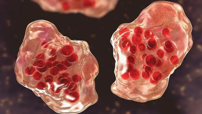 Ilustracja wirusa odry