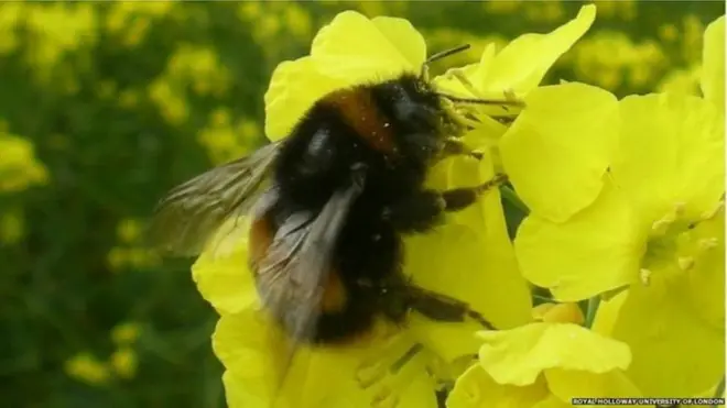 شہد کی مکھیوں کی آبادی میں کمی کے کئی محرکات ہیں