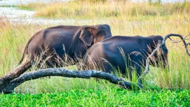ජල ගැලුම් නිම්න ජාතික වනෝද්යානය 'විල් අලින්ගේ' තෝතැන්නකි.