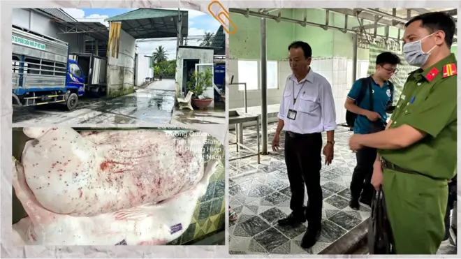 Hình ảnh heo có dấu hiệu bị bệnh đăng trên mạng xã hội được xác định chụp tại lò mổ Dững Nga ở Hậu Giang; công ty C.P. Việt Nam nói rằng hình ảnh này được chụp năm 2022 và con heo đã bị tiêu hủy