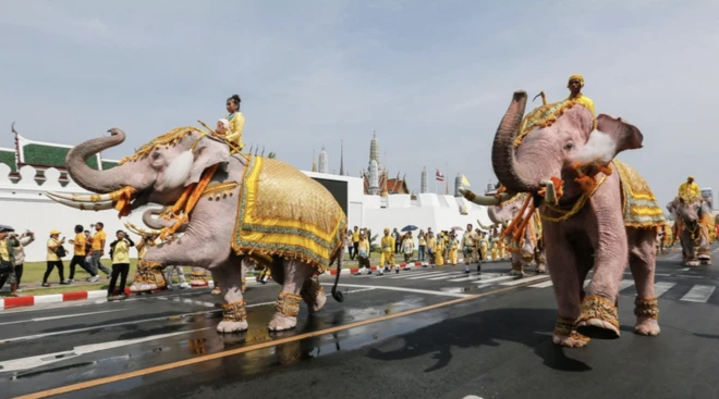 Two elephants painted white with people sitting on top parading down a road