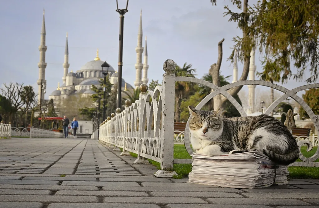 Ginger cat rolling on top of yellow taxi in Istanbul (Credit: Marcel Heijnen)