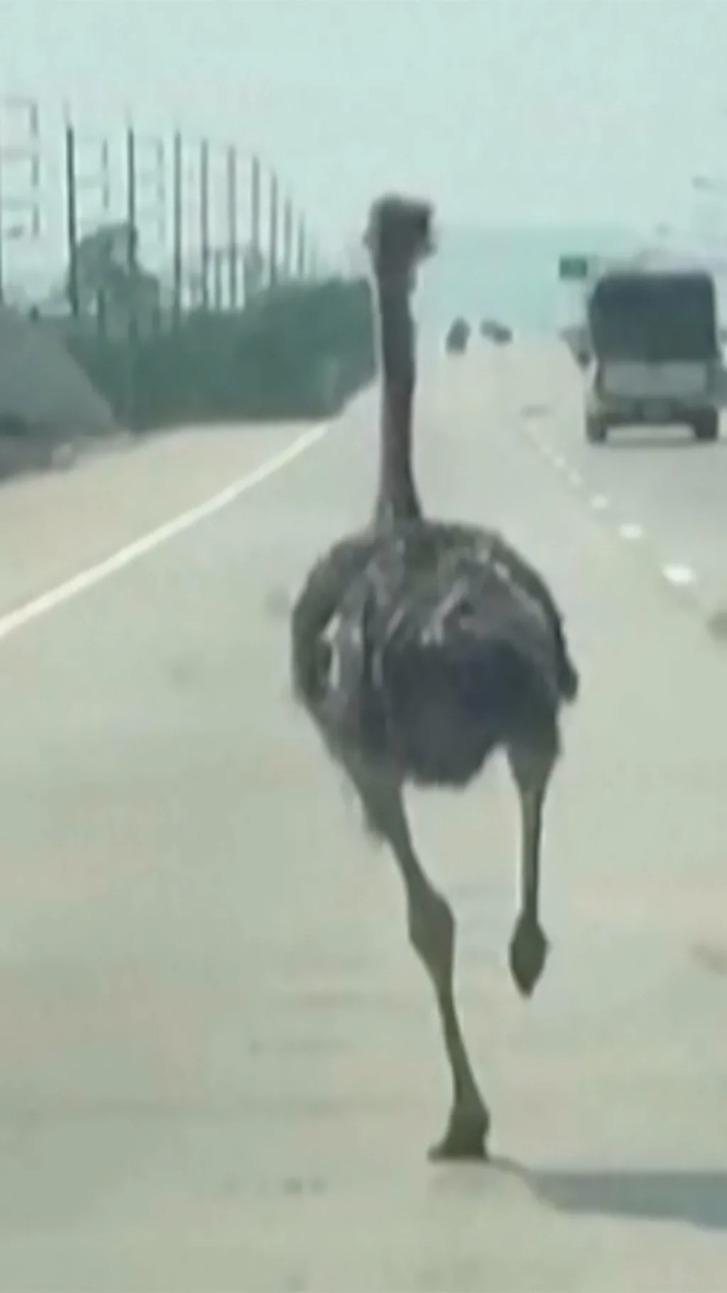 นกกระจอกเทศหลุดวิ่งไกลกว่า 15 กม.จากพัทยาถึงระยอง