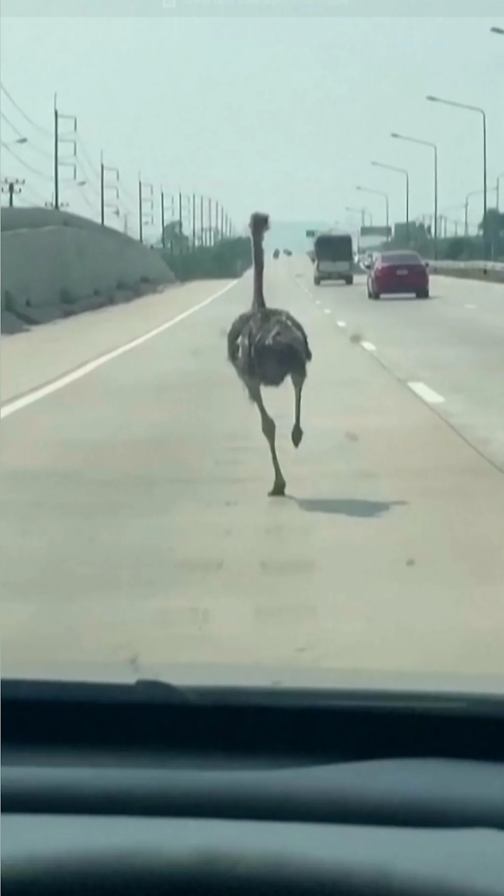क्याफेबाट भागेको अस्ट्रिच जब सडकमा कुद्‍यो