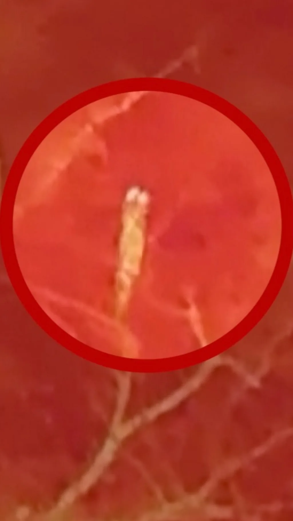 चिडियाखानाबाट भागेको ब्वाँसो