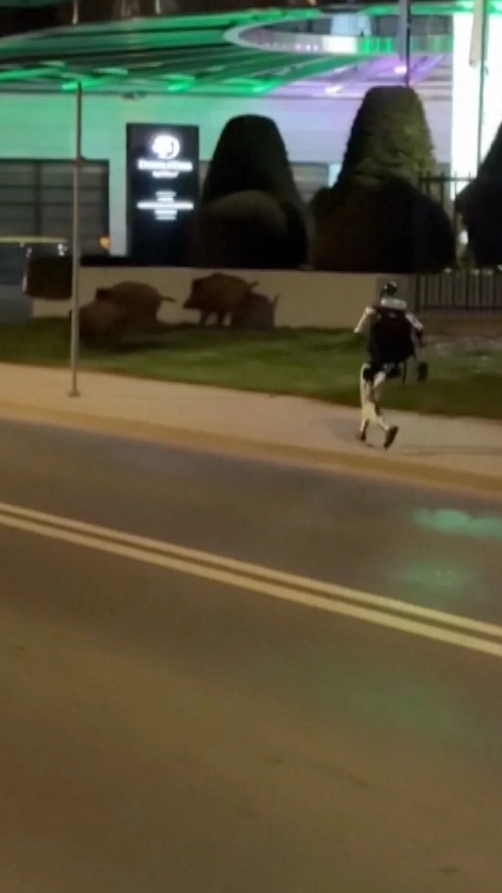 Робот прогнал кабанов в Варшаве