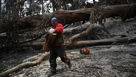 Business Daily, Business Daily, Reconstructing Chile’s botanical gardens