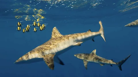A tiny fish's dramatic escape from deadly sharks
