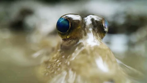 Meet the mudskipper: The remarkable fish that lives on land
