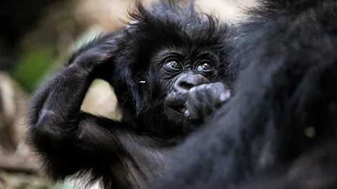 A baby mountain gorilla looking upwards (Credit: Kwita Izina)