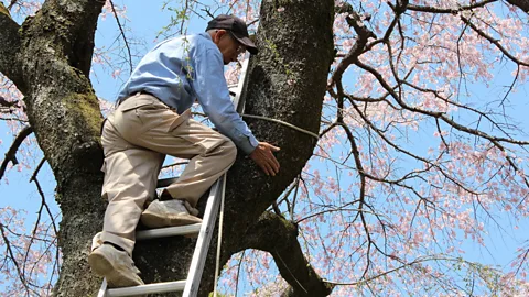 A man climbs a ladder to a cherry blossom tree (Credit: Tu014demon Sano)
