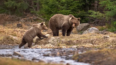 Two bears roaming near a stream (Credit: Alamy)