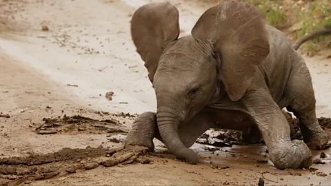 Watch a baby elephant learn how to walk