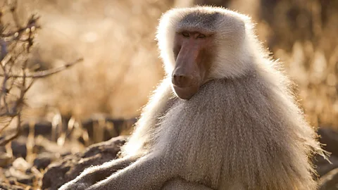 Natural World Season 5 Episode 5