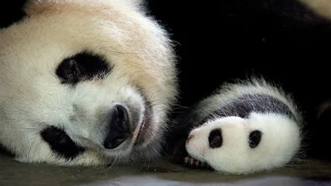 Natural World Season 5 Episode 3