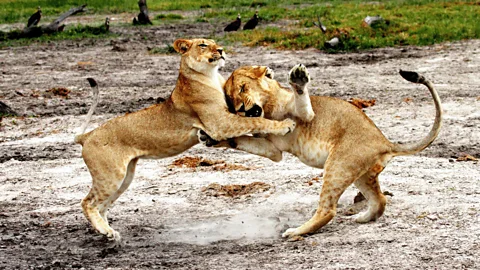 Natural World Season 5 Episode 2