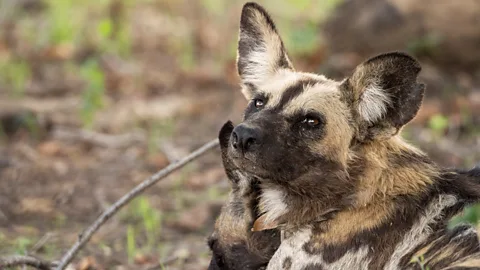 Eden: Untamed Planet Season 1 Episode 3