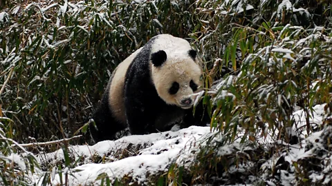 Wild China Season 1 Episode 5