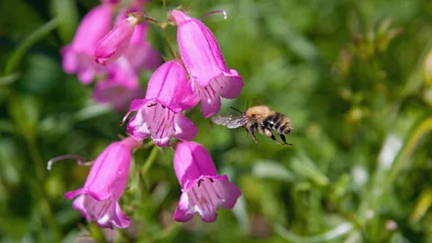 David Attenborough's Natural Curiosities Season 2 Episode 6