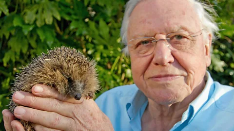 David Attenborough's Natural Curiosities Season 2 Episode 2