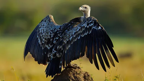 Natural World Season 5 Episode 4