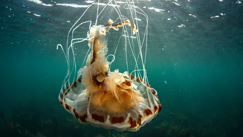 North Atlantic: The Dark Ocean Season 1 Episode 1