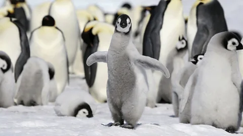 Earth's Great Seasons Season 1 Episode 4