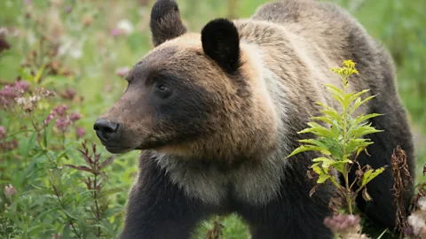 Wild Japan Season 1 Episode 3