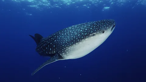 Wild China Season 1 Episode 6