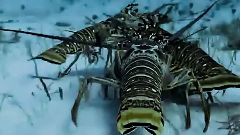 The Trials of Life Season 1 Episode 5