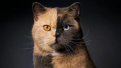 An animal photographer versus AI