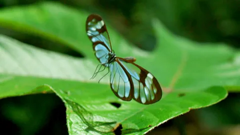 Life in the Air Season 1 Episode 3