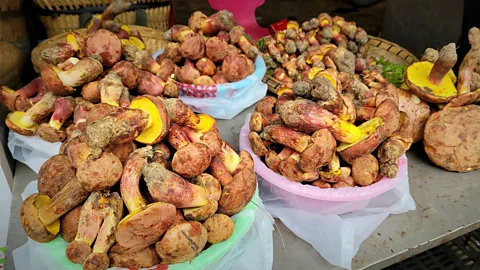 Bowls containing piles of brown mushrooms with bright yellow undersides (Credit: Colin Domnauer)