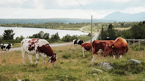 Cows grazing along Norway's Stølsruta route with a lake in the background (Credit: Harry Taylor)