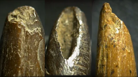The 48,000-year-old weapon that powered early human survival