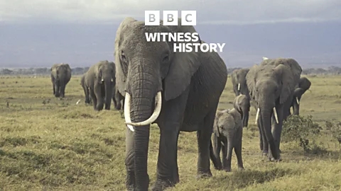 Witness History, Witness History, Echo and the elephants