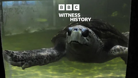 Witness History, Witness History, The turtle freed after 41 years in captivity