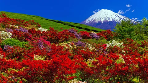 A wisteria tunnel in full bloom at Kawachi Fujien Wisteria Garden in Kitakyushu, Fukuoka, Japan (Credit: Alamy)