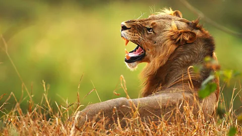 A lion, always aware. (Cameron Spencer/Getty)