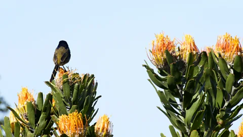 Thomas Lewton (Credit: Thomas Lewton)