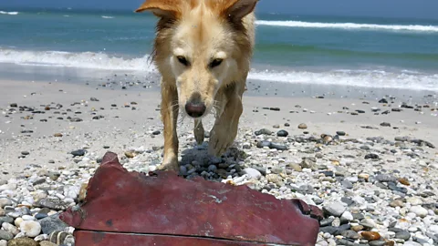 Nick Dall Bruno Werz's dog investigates a possible artefact from the Nieuw Haarlem (Credit: Nick Dall)