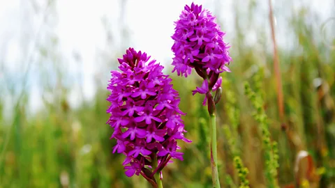 Alamy Dondurma is made with salep found in the mountains near Maraş (Credit: Alamy)