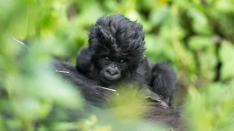 Kwita Izina Kwita Izina is inspired by Rwanda's traditional of families and communities gathering together to name newborn babies (Credit: Kwita Izina)